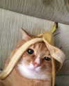 lyracr0w0 Altpins Profile Picture
