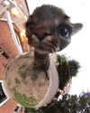 lyracr0w0 Altpins Profile Picture