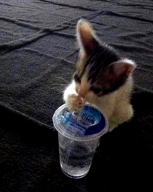 lyracr0w0 instagram image archive image