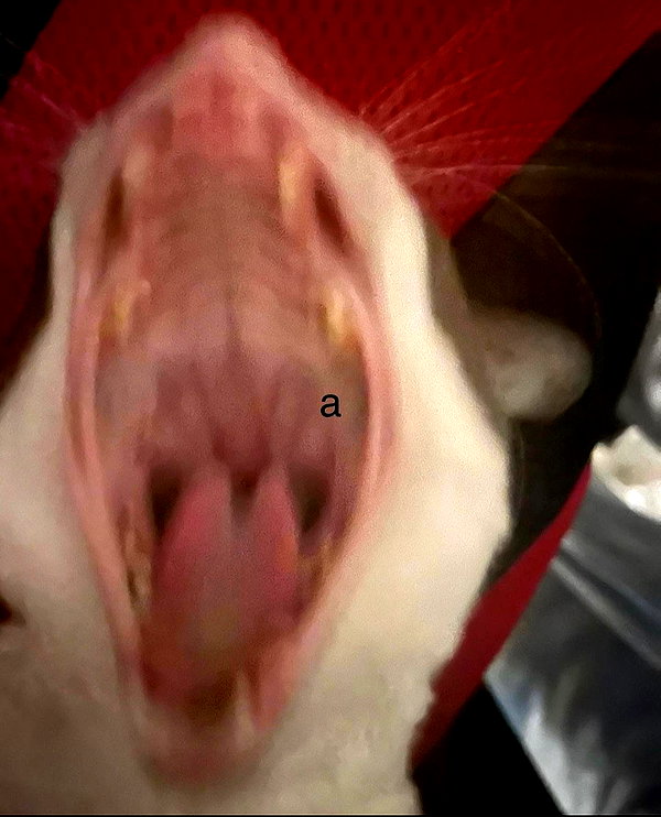 lyracr0w0 instagram image archive image
