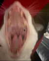 lyracr0w0 Altpins Profile Picture