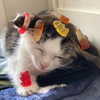 lyracr0w0 Altpins Profile Picture