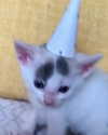 lyracr0w0 Altpins Profile Picture