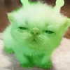 lyracr0w0 Altpins Profile Picture