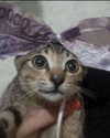 lyracr0w0 Altpins Profile Picture