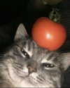 lyracr0w0 Altpins Profile Picture