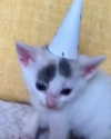lyracr0w0 Altpins Profile Picture
