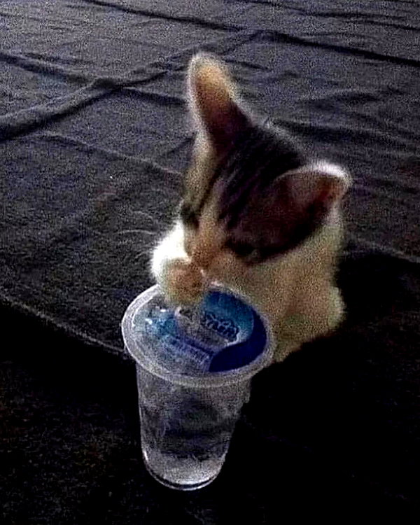 lyracr0w0 instagram image archive image