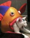 lyracr0w0 Altpins Profile Picture