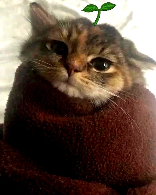 lyracr0w0 instagram image archive image