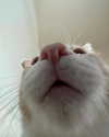 lyracr0w0 Altpins Profile Picture