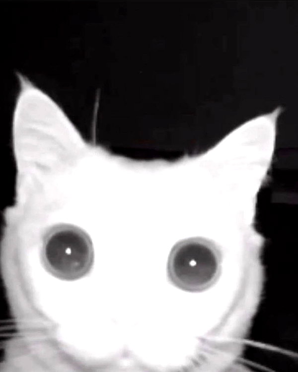 lyracr0w0 instagram image archive image