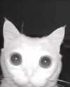 lyracr0w0 Altpins Profile Picture