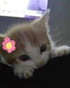 lyracr0w0 Altpins Profile Picture