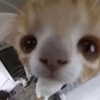 lyracr0w0 Altpins Profile Picture