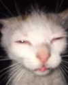 lyracr0w0 Altpins Profile Picture