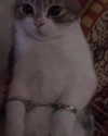 lyracr0w0 Altpins Profile Picture