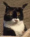 lyracr0w0 Altpins Profile Picture