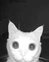lyracr0w0 Altpins Profile Picture