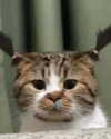 lyracr0w0 Altpins Profile Picture
