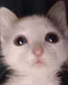 lyracr0w0 Altpins Profile Picture