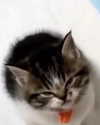 lyracr0w0 Altpins Profile Picture