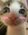 lyracr0w0 Altpins Profile Picture