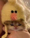 lyracr0w0 Altpins Profile Picture