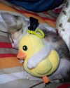 lyracr0w0 Altpins Profile Picture