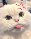 lyracr0w0 Altpins Profile Picture