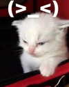 lyracr0w0 Altpins Profile Picture