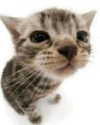 lyracr0w0 Altpins Profile Picture