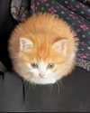 lyracr0w0 Altpins Profile Picture