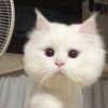 lyracr0w0 Altpins Profile Picture