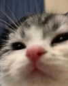 lyracr0w0 Altpins Profile Picture