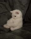 lyracr0w0 Altpins Profile Picture