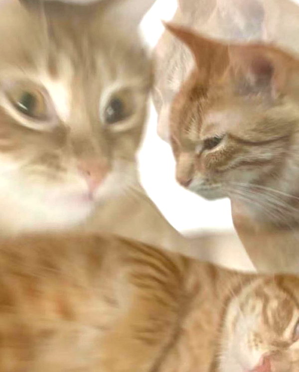 lyracr0w0 instagram image archive image