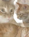 lyracr0w0 Altpins Profile Picture