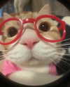 lyracr0w0 Altpins Profile Picture