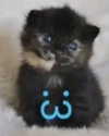 lyracr0w0 Altpins Profile Picture