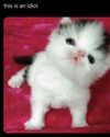 lyracr0w0 Altpins Profile Picture