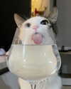 lyracr0w0 Altpins Profile Picture