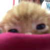 lyracr0w0 Altpins Profile Picture