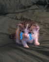 lyracr0w0 Altpins Profile Picture