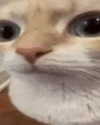 lyracr0w0 Altpins Profile Picture