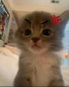 lyracr0w0 Altpins Profile Picture