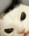 lyracr0w0 Altpins Profile Picture