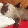 lyridylan Altpins Profile Picture