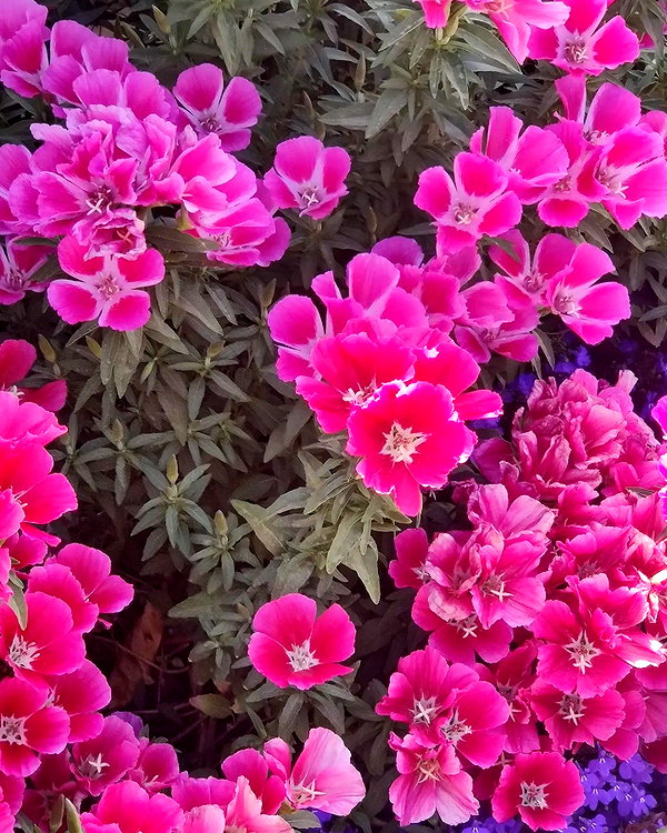 maayani___ instagram image archive image