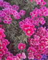 maayani___ Altpins Profile Picture